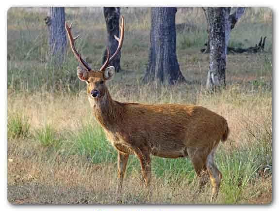  Madhya Pradesh State animal, Barasingha, Rucervus duvaucelii 